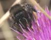 Bombus pomorum